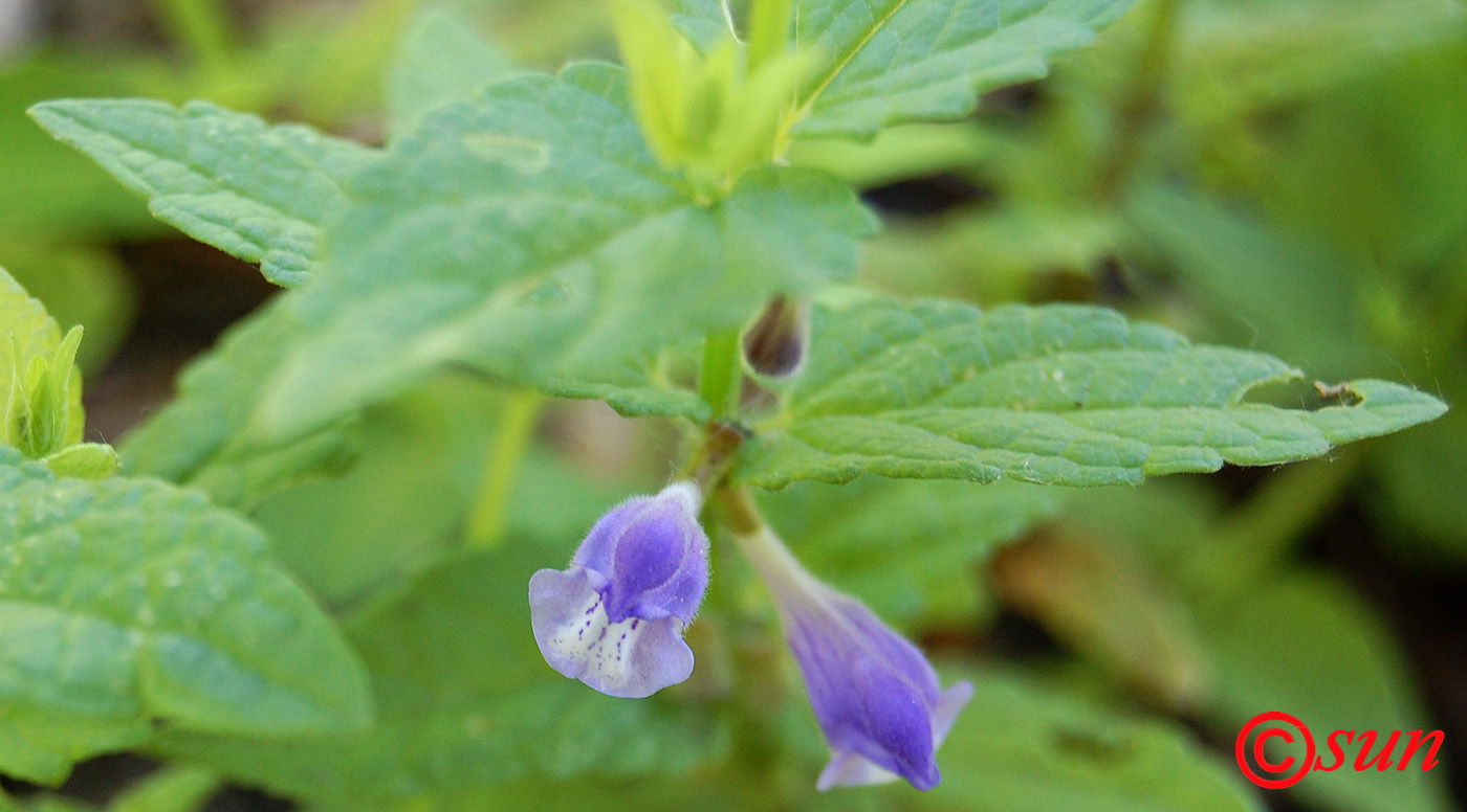 Image of Scutellaria galericulata specimen.