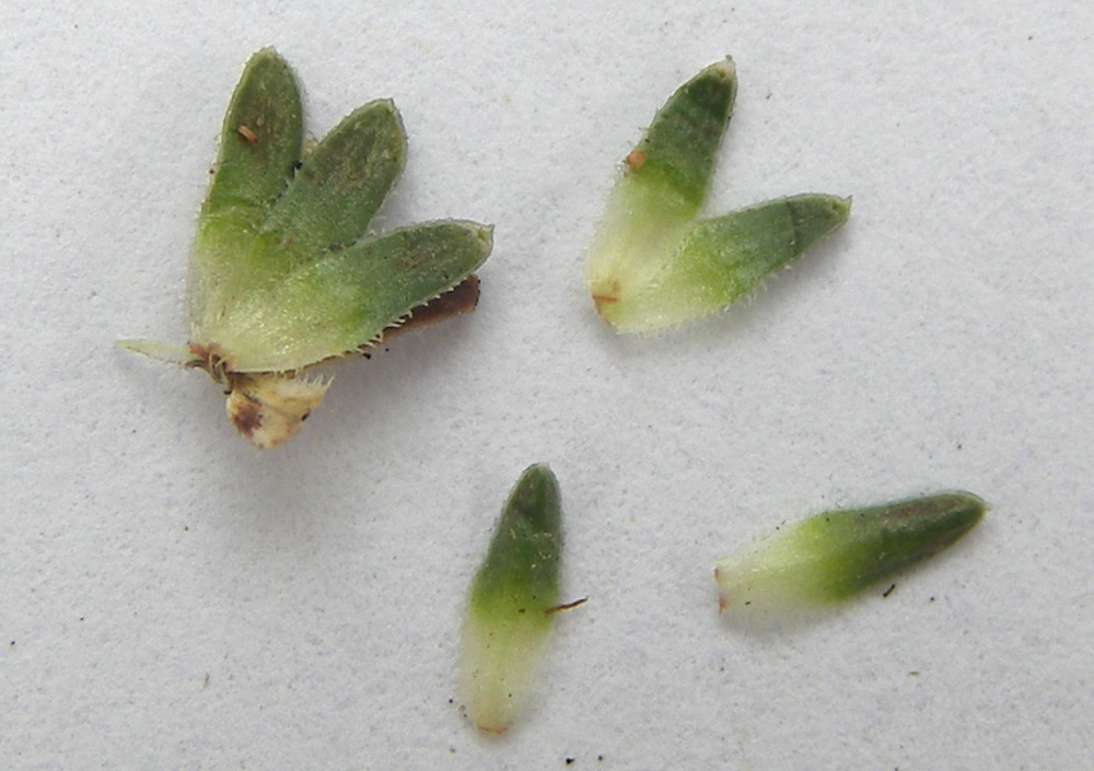 Image of Saxifraga unifoveolata specimen.