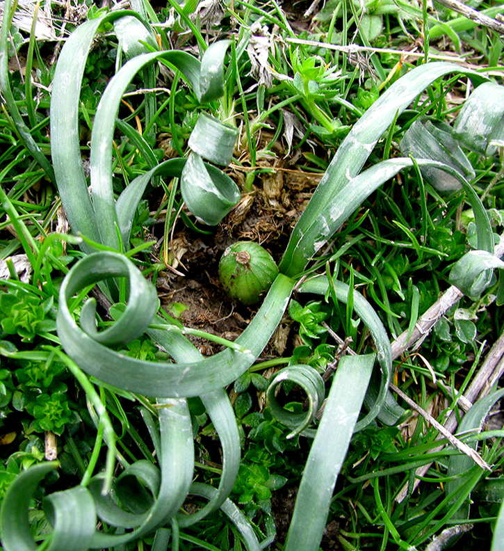 Image of Sternbergia colchiciflora specimen.