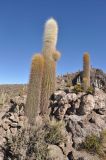 Trichocereus atacamensis. Взрослые растения на горном склоне. Боливия, солар Уюни, остров Пескадо. 17 марта 2014 г.