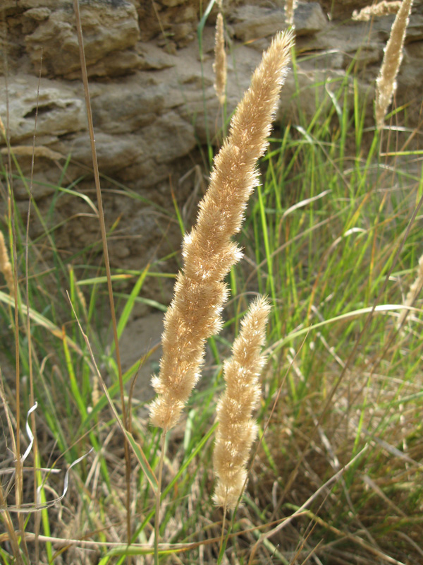 Изображение особи Calamagrostis glomerata.