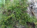 Rhamnus erythroxyloides