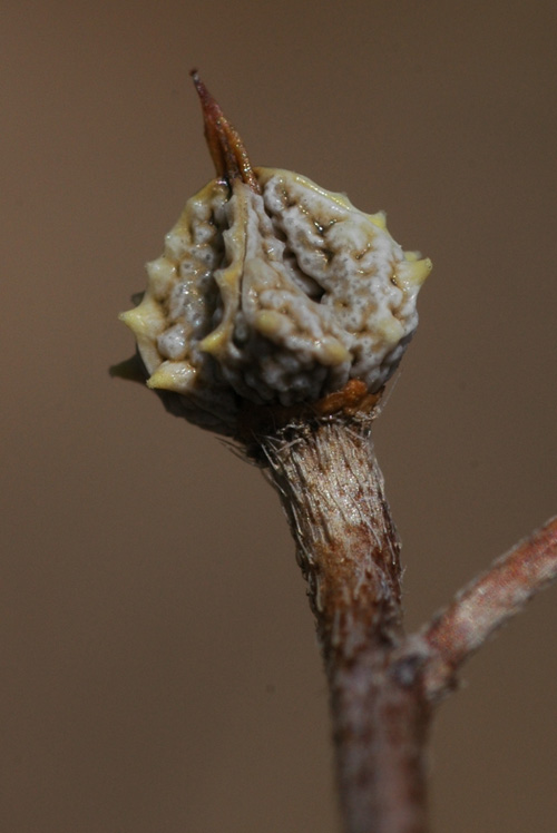 Image of Lappula spinocarpos specimen.
