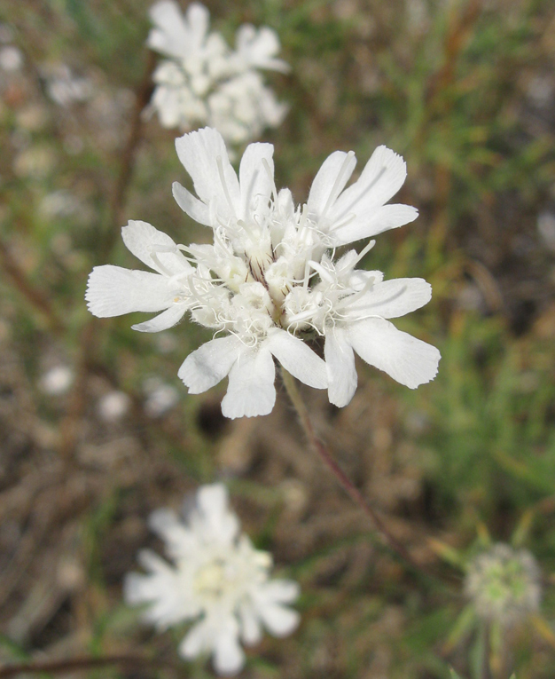 Image of Lomelosia argentea specimen.