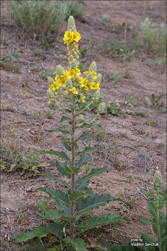 Изображение особи Verbascum ovalifolium.