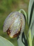 Fritillaria kurdica