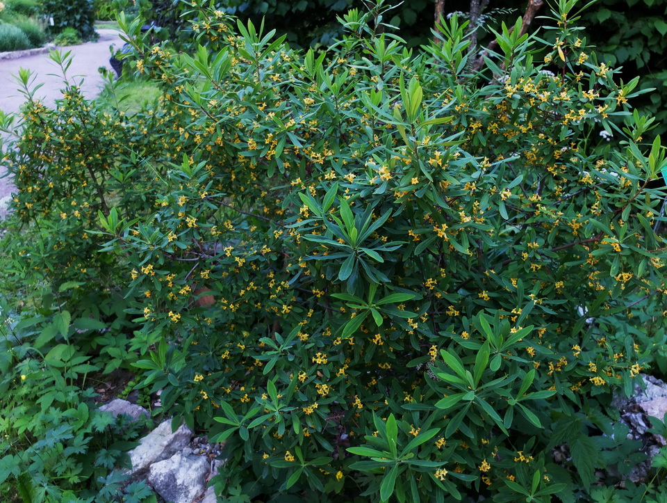 Image of Daphne giraldii specimen.