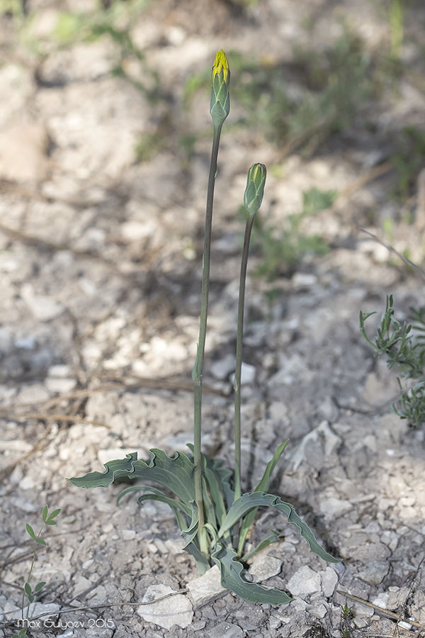 Image of Scorzonera crispa specimen.