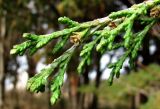 genus Cupressus. Верхушка ветви. Краснодарский край, Сочи, Адлер. 25.02.2015.