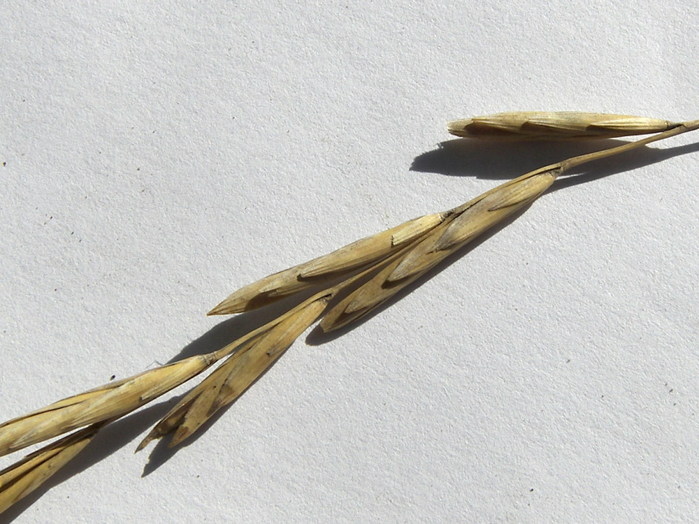 Image of Elymus buschianus specimen.