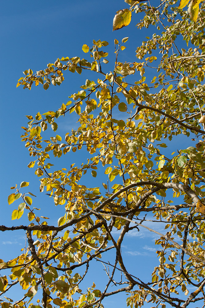 Изображение особи Populus suaveolens.