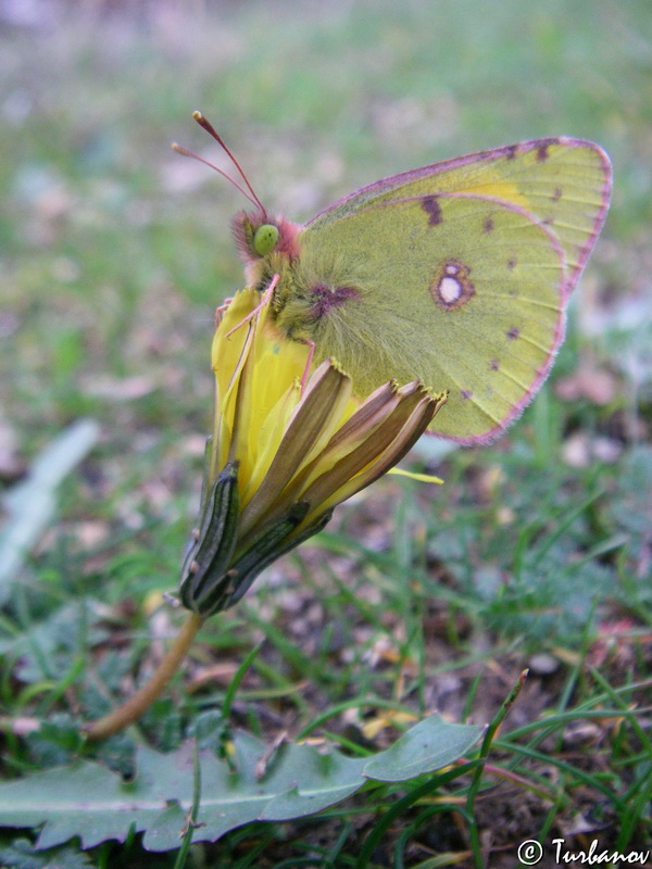 Image of Taraxacum hybernum specimen.