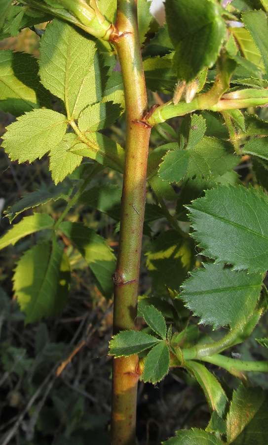 Изображение особи Rosa pygmaea.