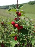 Cotoneaster alaunicus