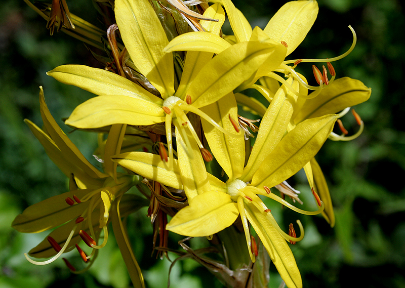 Image of Asphodeline lutea specimen.