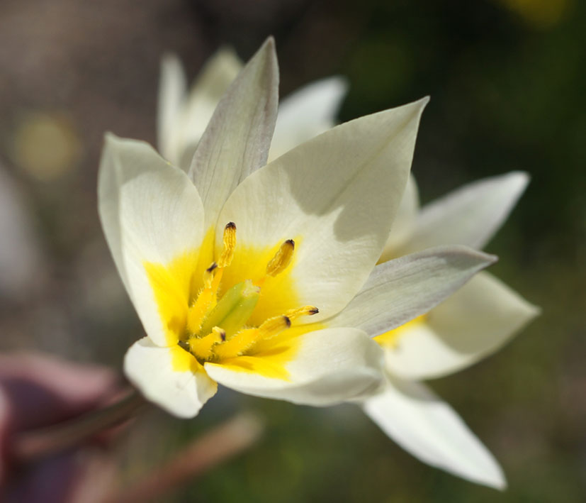 Image of Tulipa binutans specimen.