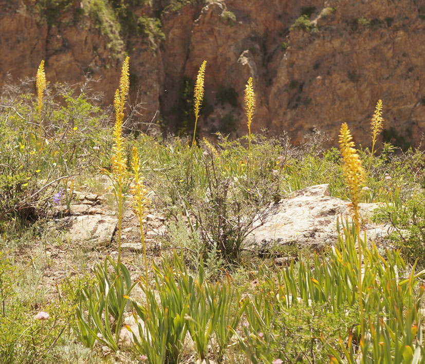 Изображение особи Eremurus fuscus.