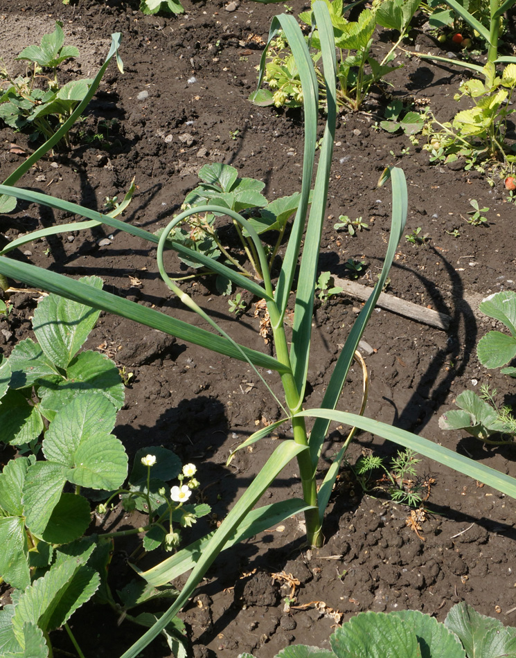 Image of Allium sativum specimen.