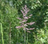 род Calamagrostis. Соцветие. Иркутская обл., Иркутский р-н, западнее с. Максимовщина, обочина лесной дороги. 25.07.2015.