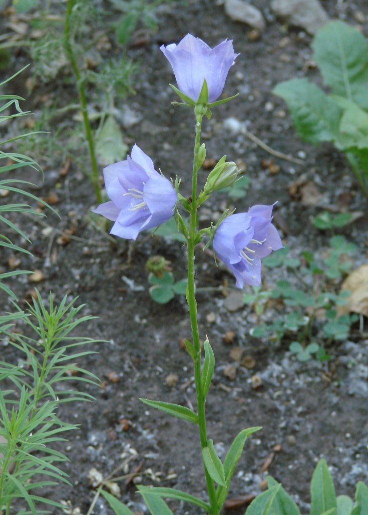 Image of Campanula persicifolia specimen.