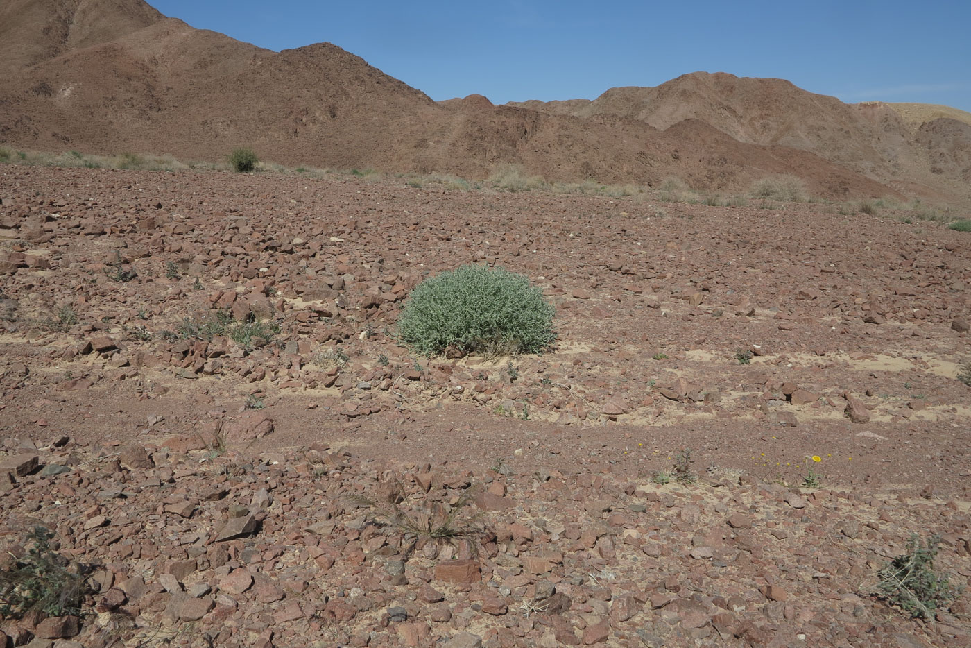 Image of Morettia parviflora specimen.