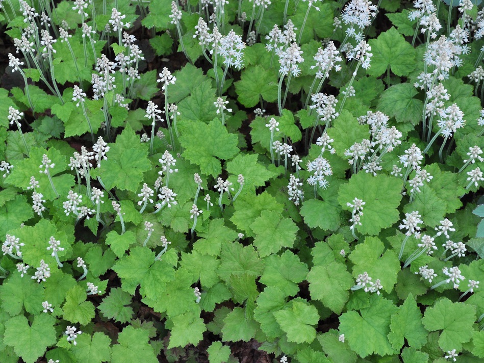 Image of Tiarella cordifolia specimen.