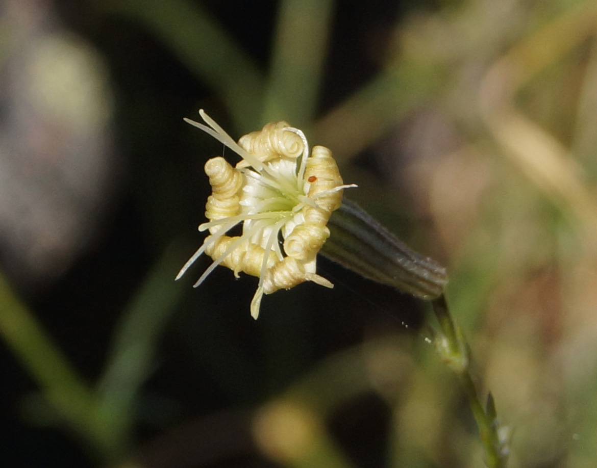 Image of Silene alexandrae specimen.