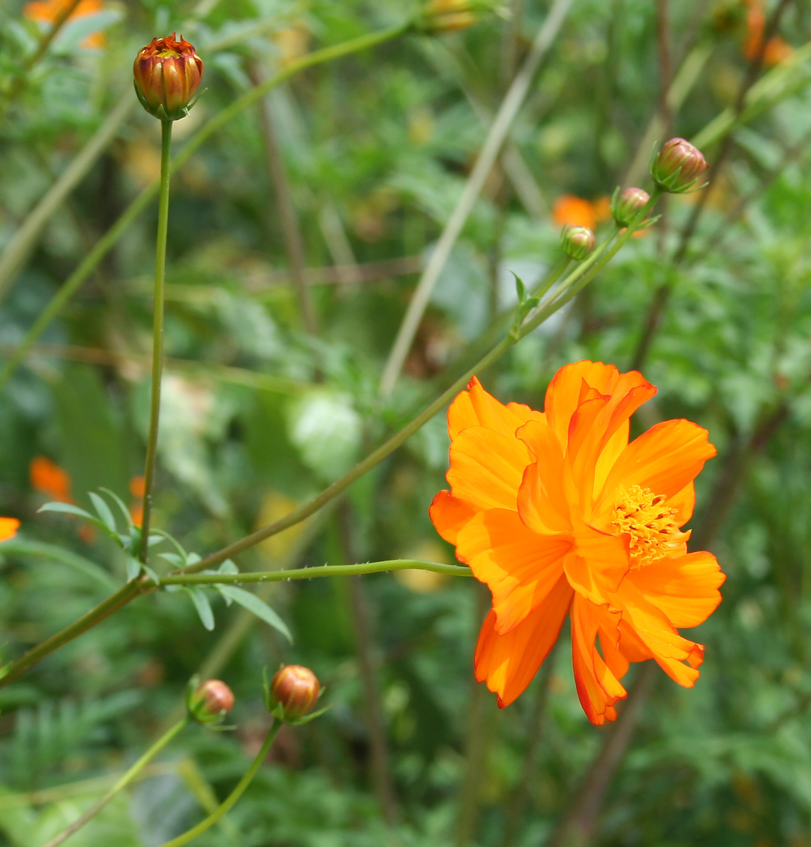 Image of Cosmos sulphureus specimen.