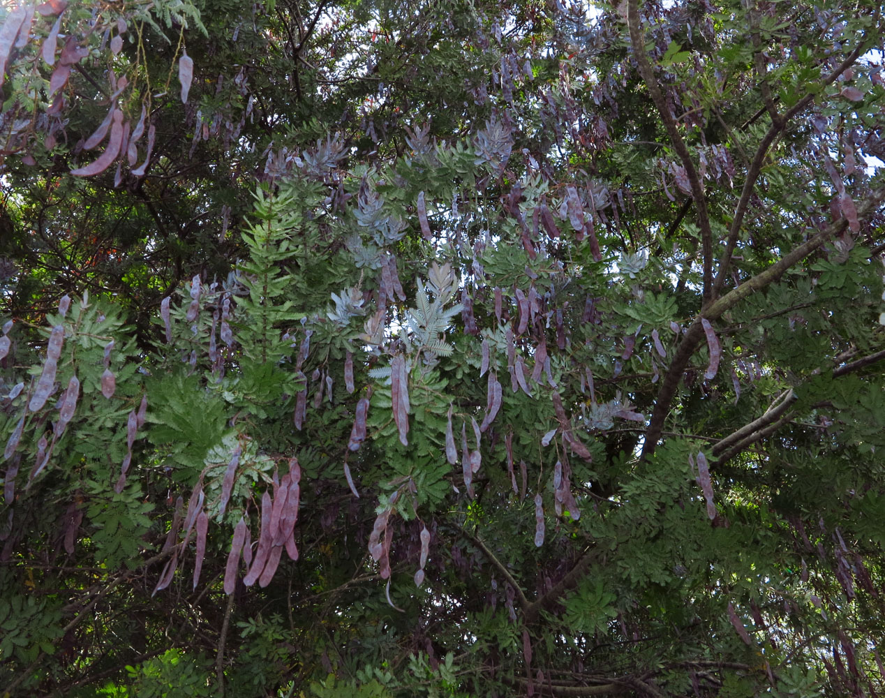 Image of Acacia baileyana specimen.