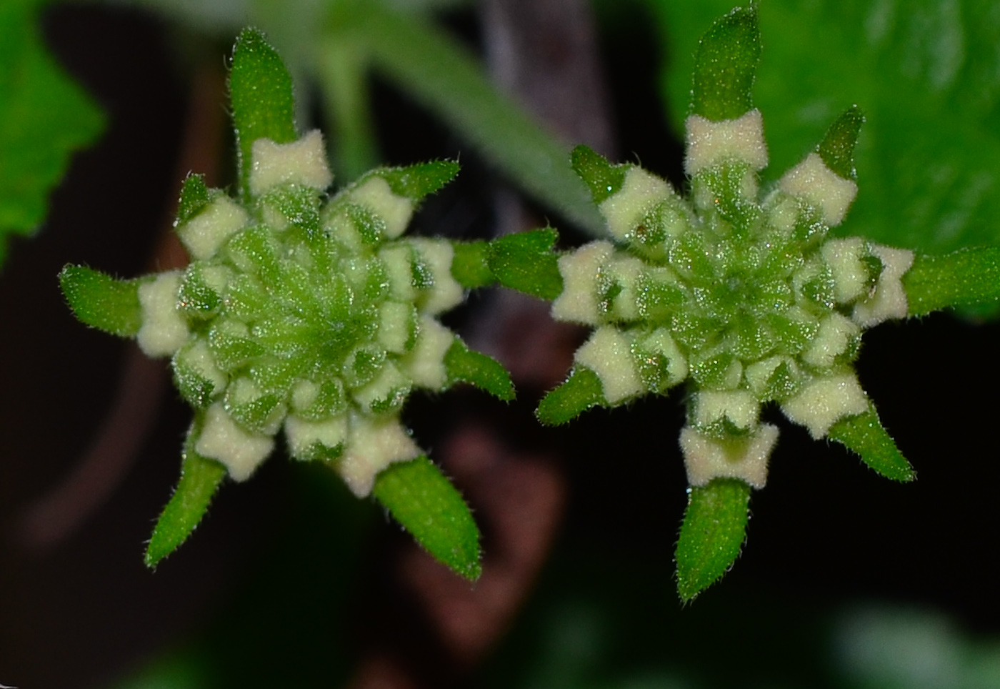 Image of Lantana camara specimen.