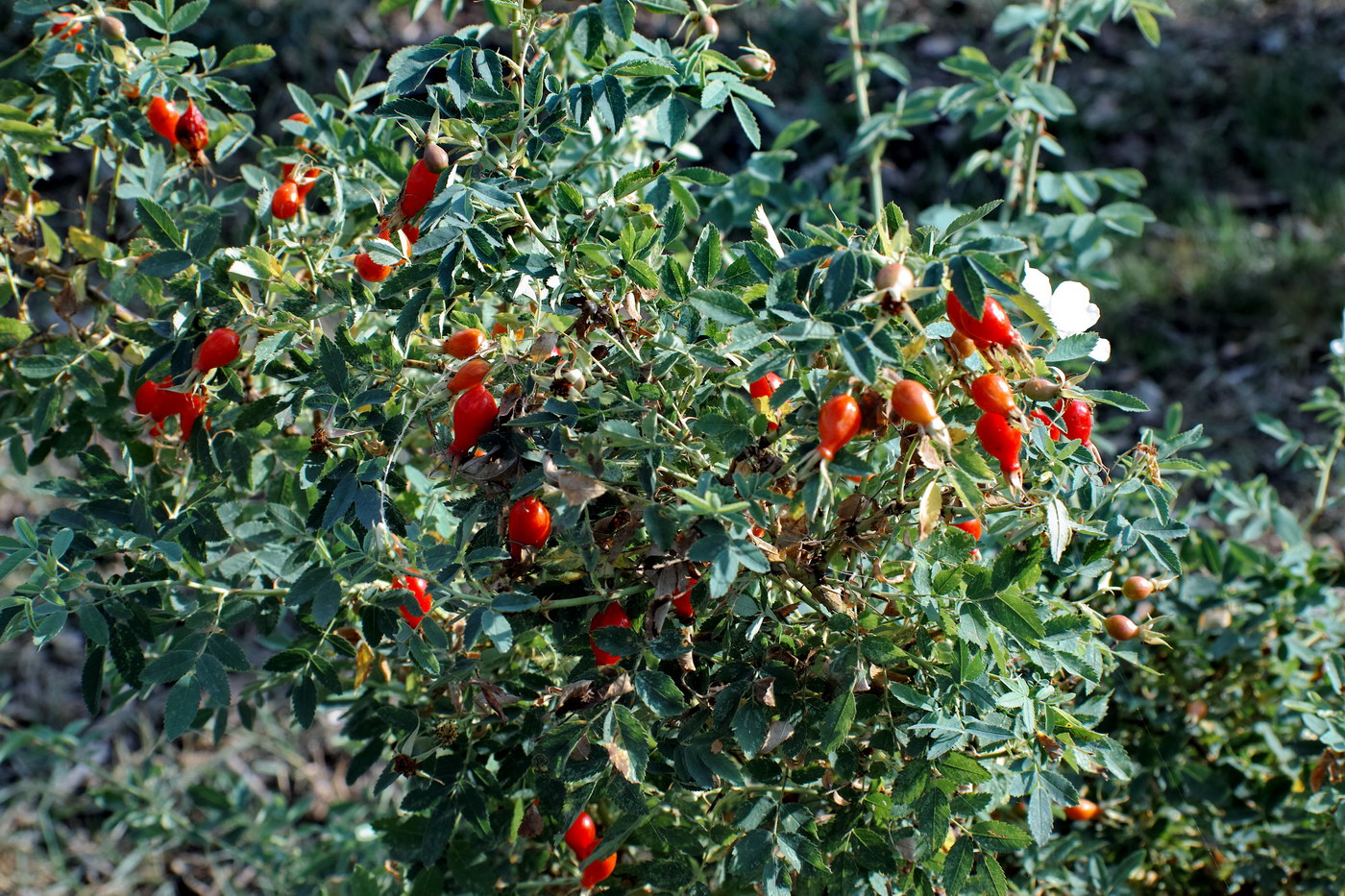 Image of genus Rosa specimen.