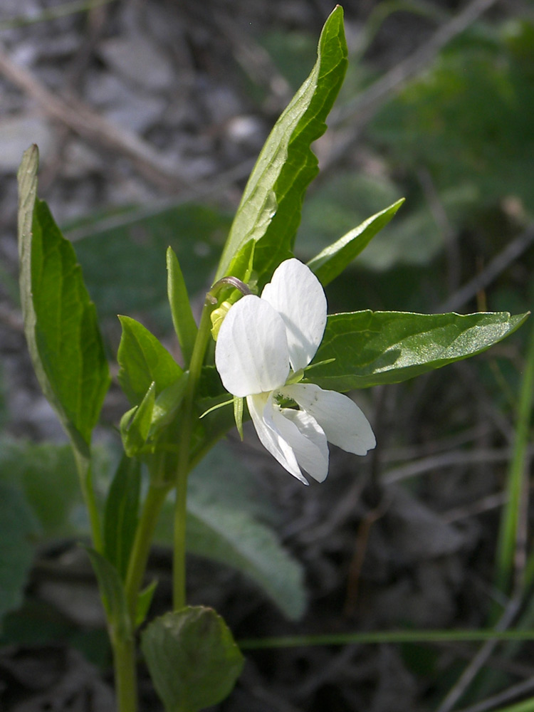 Image of Viola accrescens specimen.