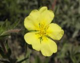 Potentilla astracanica