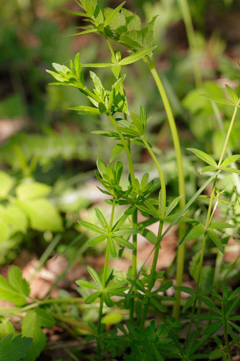 Изображение особи род Galium.