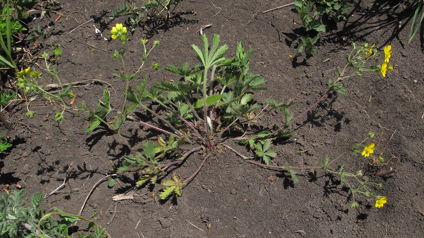 Image of Potentilla caucasica specimen.