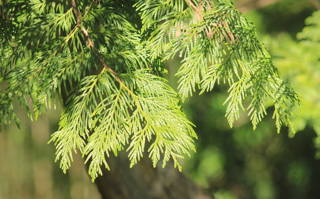 Image of Thuja plicata specimen.