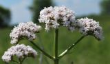 Valeriana rossica