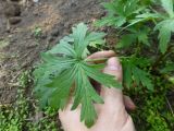 Geranium sibiricum