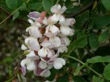 genus Robinia. Соцветие. Приморье, окр. г. Находка, у загородной дороги. 02.07.2016.