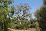 Erythrina abyssinica