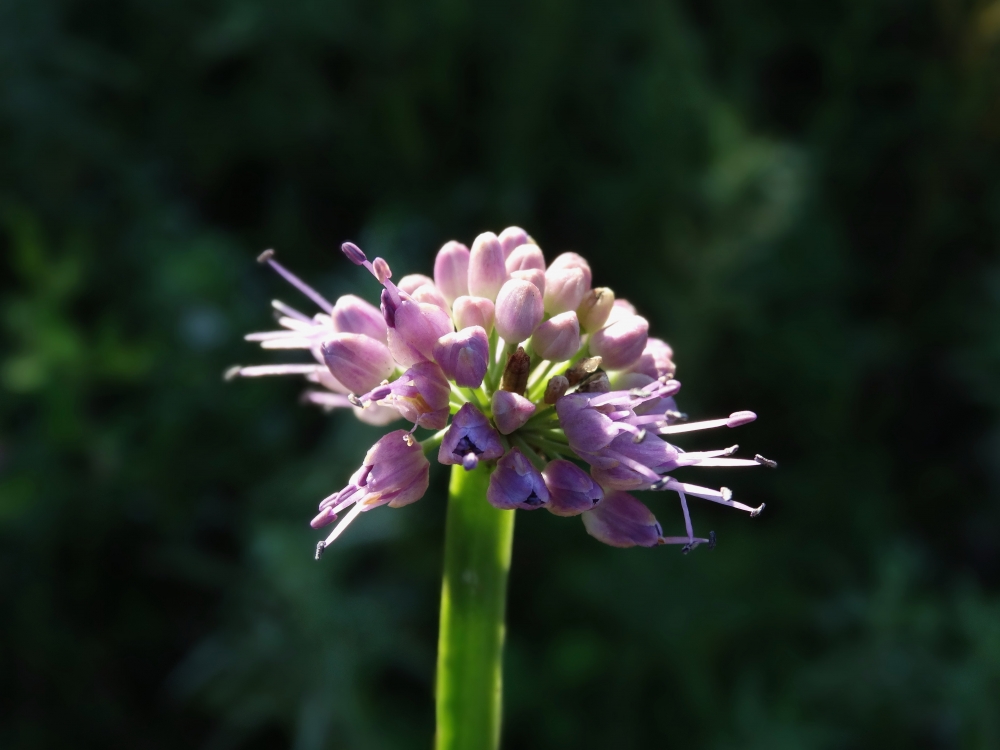 Image of Allium spirale specimen.