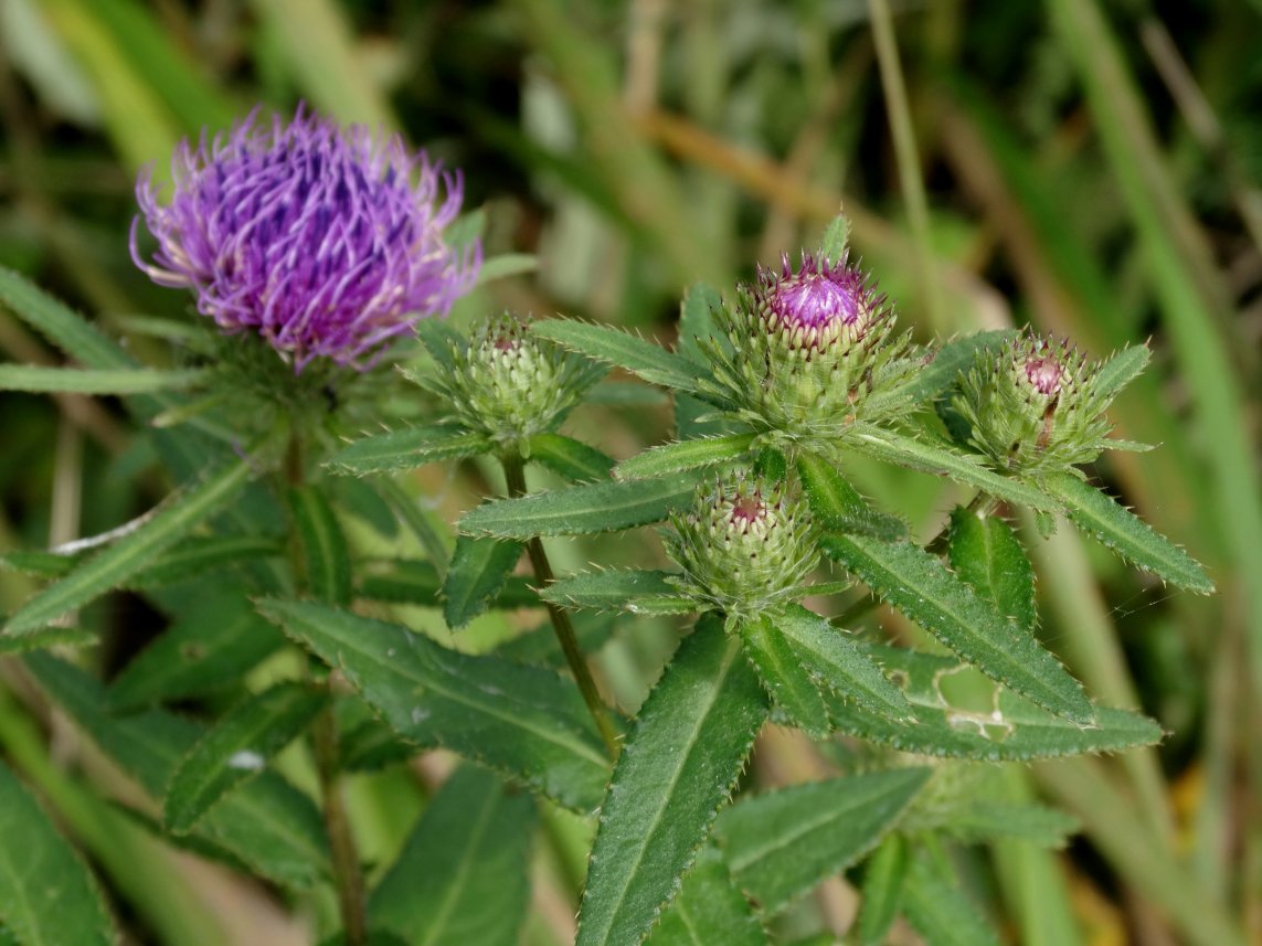 Изображение особи Cirsium vlassovianum.