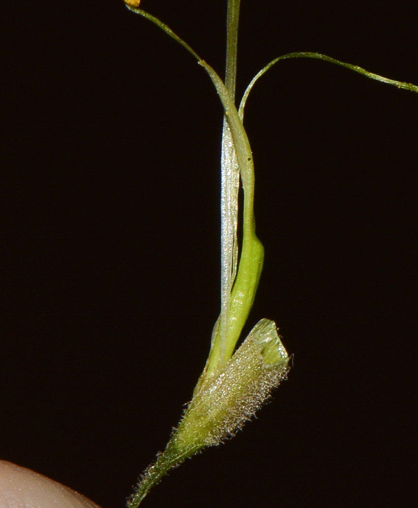 Image of genus Bougainvillea specimen.