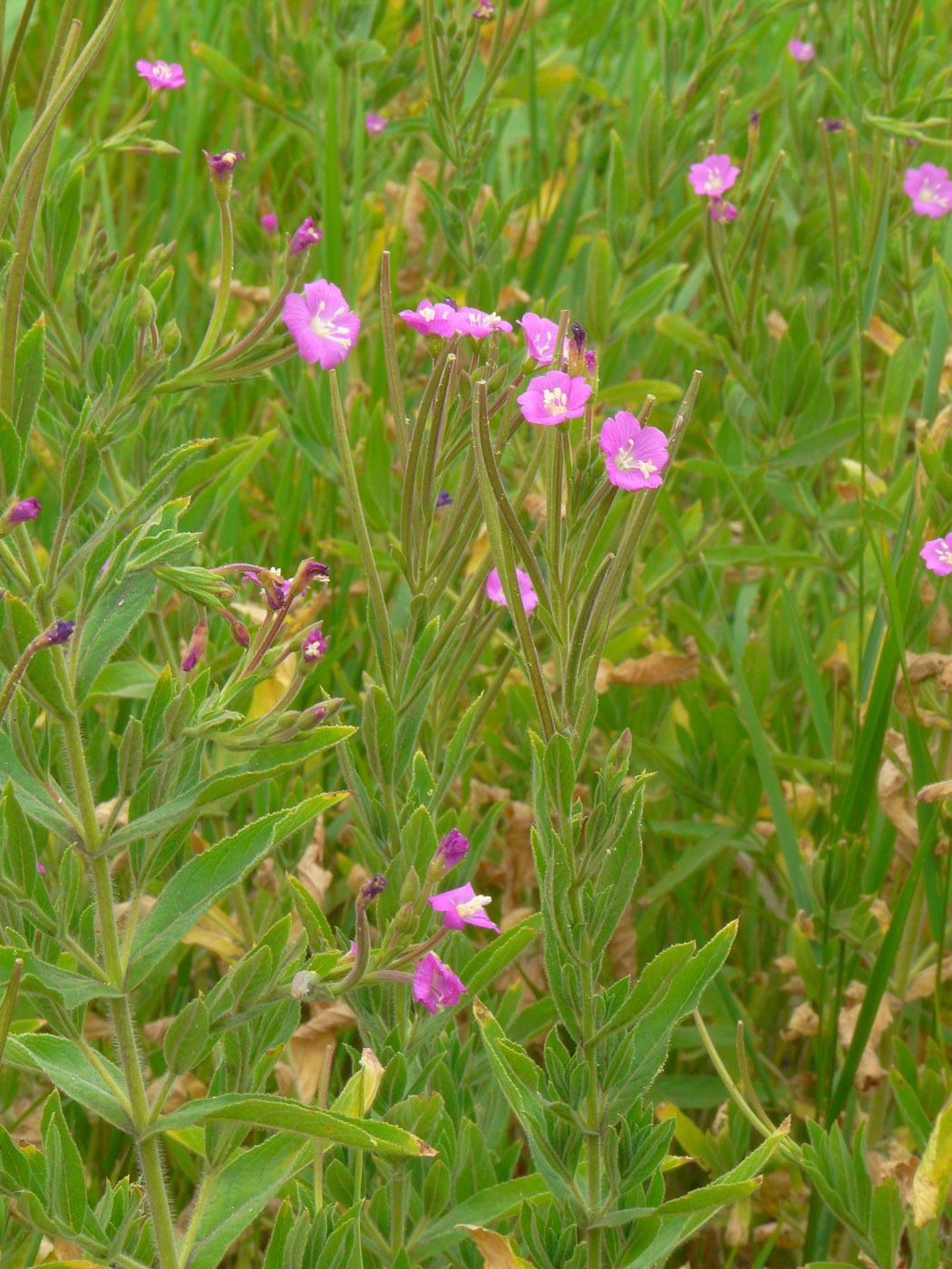 Image of Epilobium hirsutum specimen.