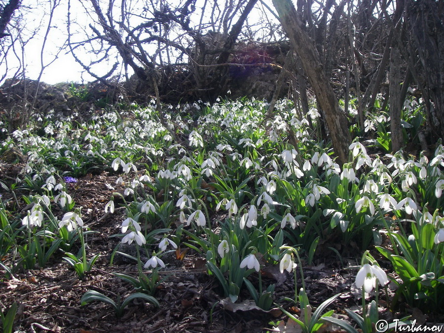 Image of Galanthus plicatus specimen.