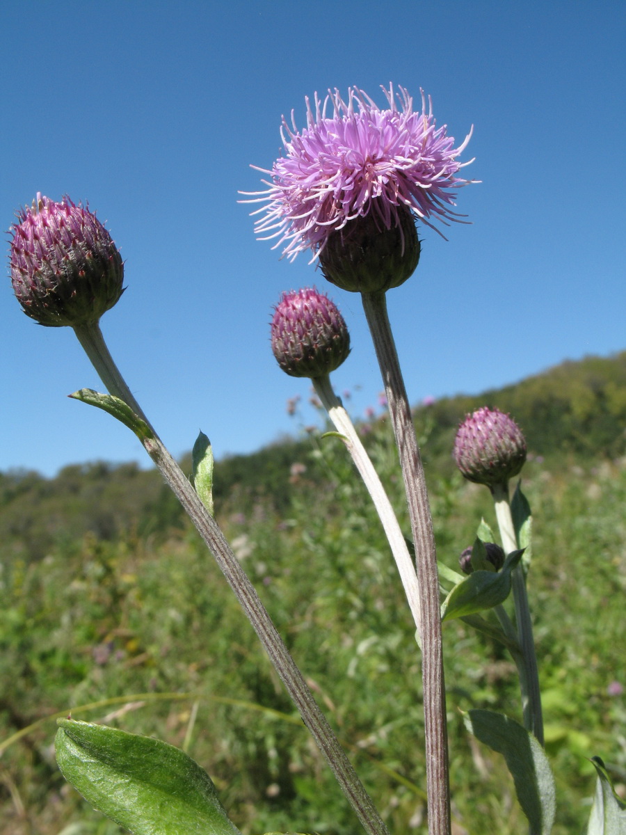 Image of Cirsium incanum specimen.