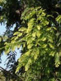 Metasequoia glyptostroboides. Ветвь. Украина, г. Запорожье, Запорожский детский ботанический сад. 26.09.2015.