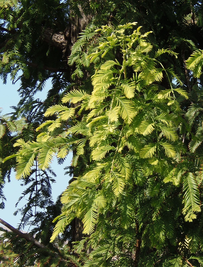 Image of Metasequoia glyptostroboides specimen.