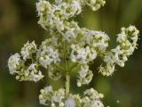 genus Galium