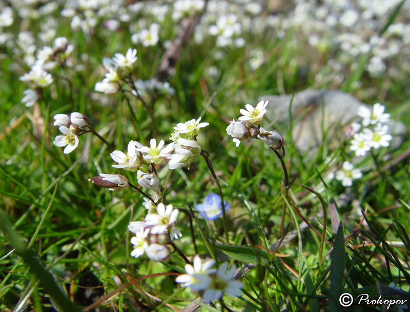 Image of Erophila verna specimen.